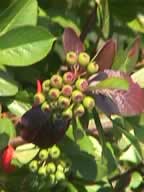 marja-aronia (raaka)